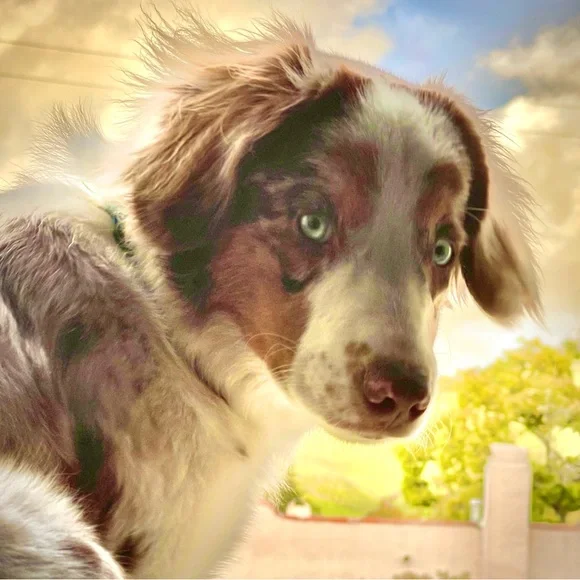 Meet your Posher, Brodie Sky🐾 - Picture 7 of 12